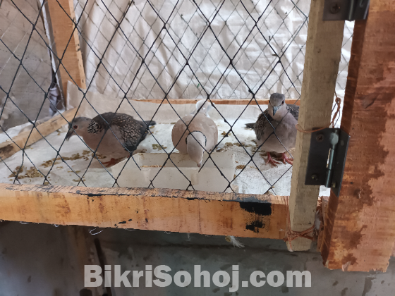 অস্ট্রেলিয়ান ঘুঘু ২ জোড়া দেশীয় ঘুঘ ১জোড়া